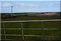 Torridge : Grassy Field & Gate