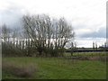 Willows at Barrow upon Trent