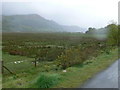 The marshes of the Mawddach 