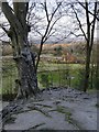 A view from Chalkpit Wood