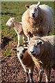 Torridge : Sheep Grazing