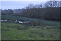 Marsh by the River Ouse