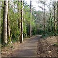 Path in Redhill Park