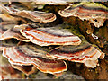 Trametes versicolor, (Turkeytail Fungus)