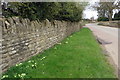 Primroses by the Bicester road