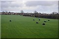 Bales near Bulkington