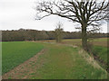 Arable field margin looking to Little Bendysh Wood, Radwinter