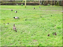 SD6550 : Ducks and ducklings, Dunsop Bridge by Stephen Craven
