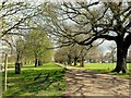 Springtime in Bushy Park