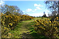 TQ4578 : Path through the gorse on Plumstead Common by David Martin