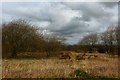 Scrubland, Newkayes Road