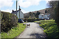 Sheep on the road in Llanmadoc