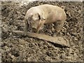 NZ1297 : Pig, happy in mud by Graham Robson