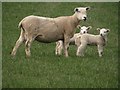 NZ1297 : Ewe and her lambs by Graham Robson