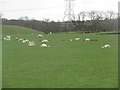 NZ1298 : Ewes and lambs at Brinkheugh by Graham Robson