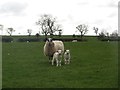 NZ1198 : Ewe and lambs near Brinkheugh by Graham Robson