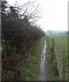 Narrow Footpath - Saint Swithun