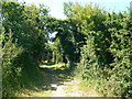 A short section of the Wales Coast Path with no views!