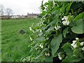 NZ1366 : White Comfrey (Symphytum orientale) by Hadrian's Wall ditch by Andrew Curtis