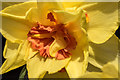 TQ2995 : Daffodil, London N14 by Christine Matthews