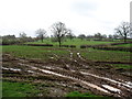 Farmland near Highbridge