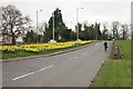 Daffodils, Switchback Road