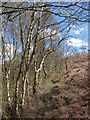 Footpath near Bargoed