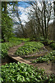 Ramsons growing beside path