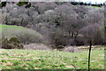 Pasture, Cwm Philkins, near Llys-pentwyn-uchaf