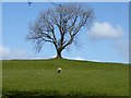 SD7944 : Tree and sheep by philandju