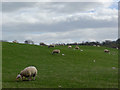 Sheep and young lambs below Torgorm