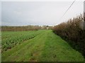 SU9918 : Footpath between field beans and hedge by Peter Holmes