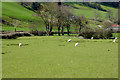 Sheep Grazing on the Hillside near Capel Bangor