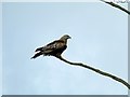 Red kite caught in a tree at Laxton