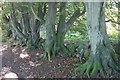 Grown out beech hedge, Pitcairn