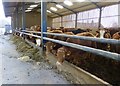 Cattle at Blagdonburn farm