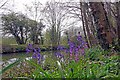 Hybrid Bluebells in Harlow Marsh LNR