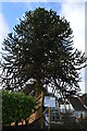 Monkey Puzzle Tree, Abinger