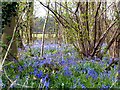 SD3201 : A haze of bluebells, Crosby Hall Estate by Norman Caesar