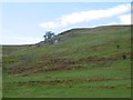 Crags, Wrae Hill