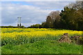 Oilseed rape beside Nelson Lane