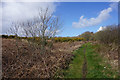 Path on the edge of Clyne Common