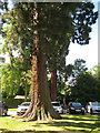 Sequoiadendrons or Giant Redwoods in the sun, Myton Hospice, Warwick