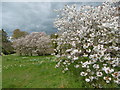 Blossom in Hole Park Gardens