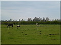 TL5169 : Grass paddock on North Fen near Waterbeach by Richard Humphrey