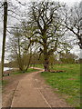 SE2812 : Yorkshire Sculpture Park, Path Beside the Lower lake by David Dixon
