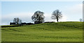 Field north of White Hall Farm