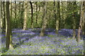 View of bluebells in Chalet Wood, Wanstead Park #31