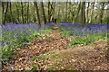 View along the path among the bluebells in Chalet Wood