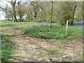 The North Downs Way on Farthing Common